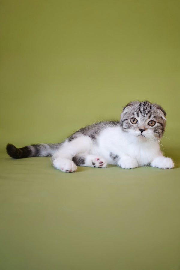 Simon | Scottish Fold Kitten