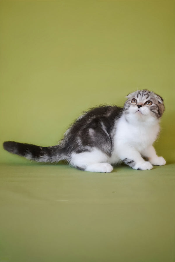 Simon | Scottish Fold Kitten