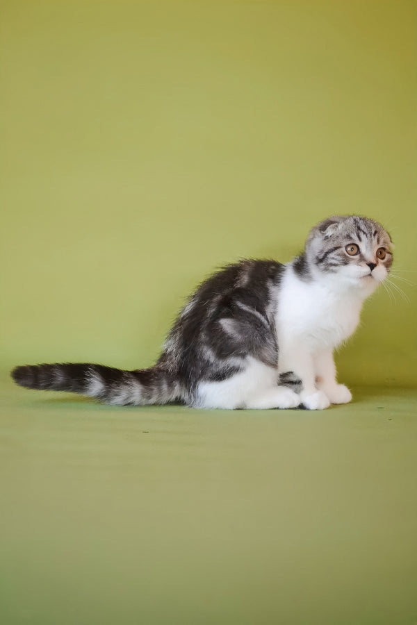 Simon | Scottish Fold Kitten