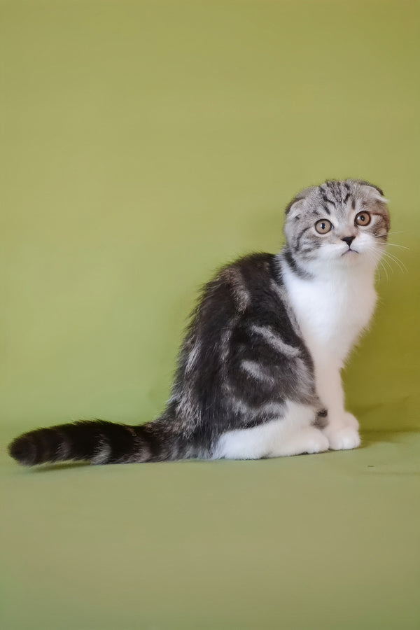Simon | Scottish Fold Kitten