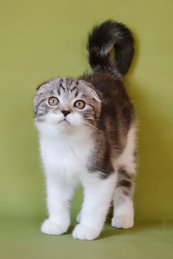 Simon | Scottish Fold Kitten