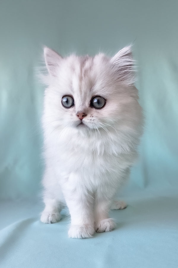 A fluffy white scottish straight longhair kitten with striking blue eyes and a soft silver chinchilla coat
