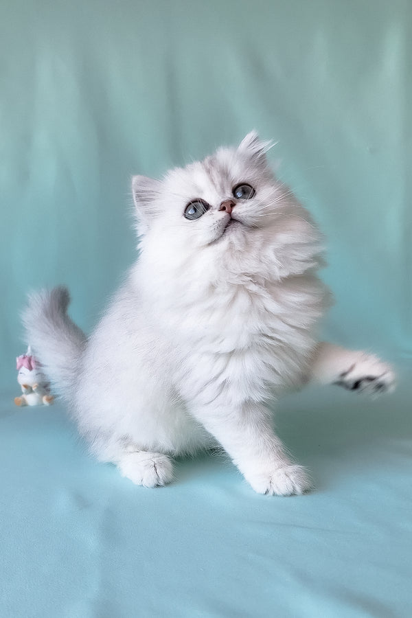 A fluffy white scottish straight longhair kitten with blue eyes and a soft silver chinchilla coat sits on a teal surface