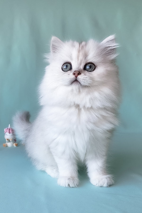 Fluffy white scottish straight longhair kitten with striking blue eyes and soft silver chinchilla coat
