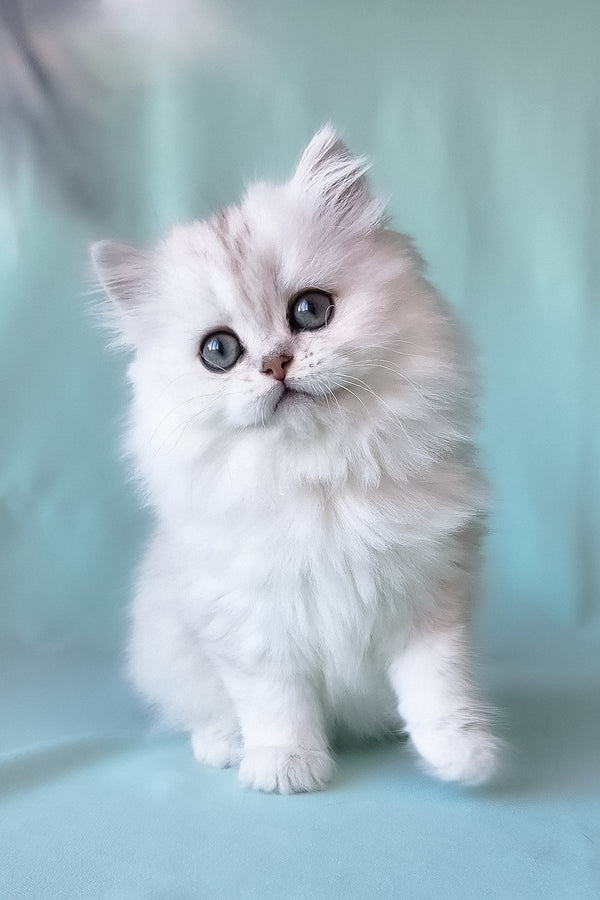 A fluffy white scottish straight longhair kitten with striking blue eyes sits against a soft teal backdrop