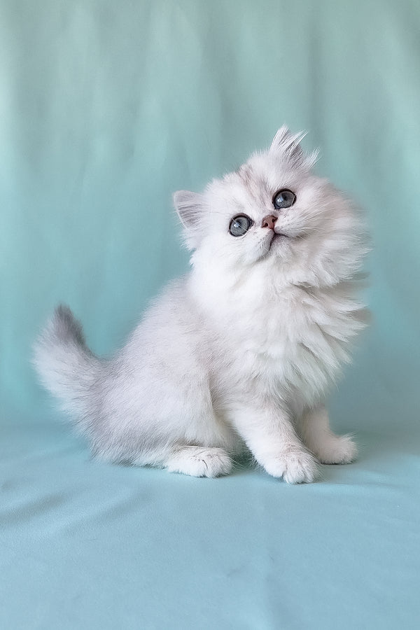 Fluffy scottish straight longhair kitten with striking blue eyes and soft black silver chinchilla coat