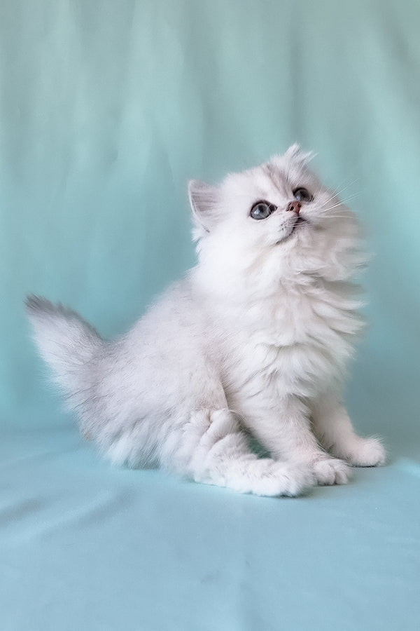 Silver chinchilla scottish straight longhair kitten with fluffy coat and striking green eyes sitting calmly
