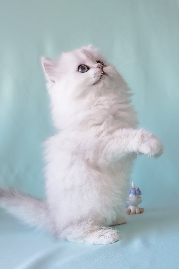 Fluffy white scottish straight longhair kitten with silver chinchilla coat standing on hind legs looking curious