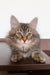 Simon | Siberian Kitten