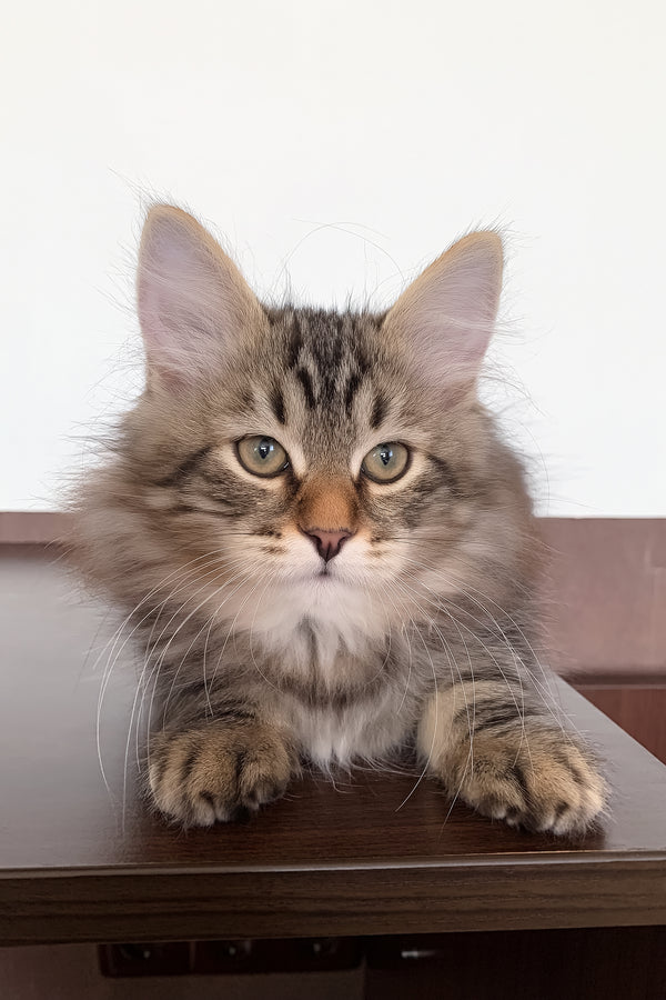 Simon | Siberian Kitten