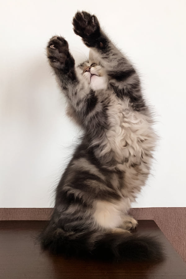 Simon | Siberian Kitten