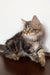 Simon | Siberian Kitten