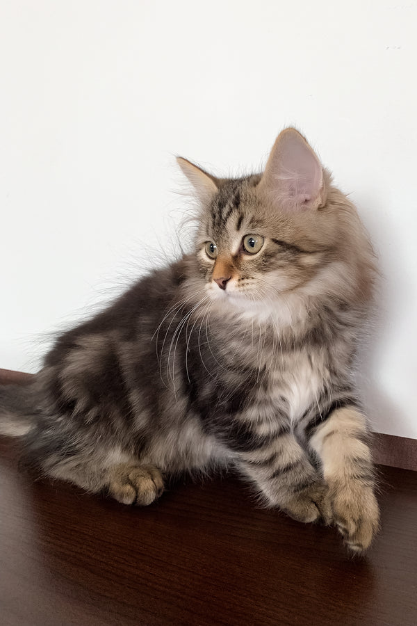 Simon | Siberian Kitten