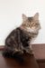 Simon | Siberian Kitten