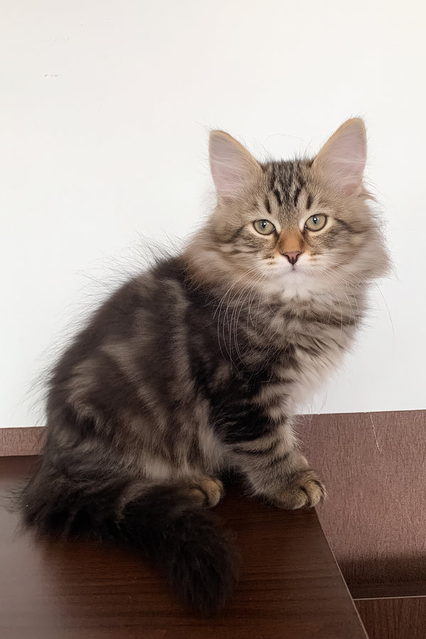 Simon | Siberian Kitten
