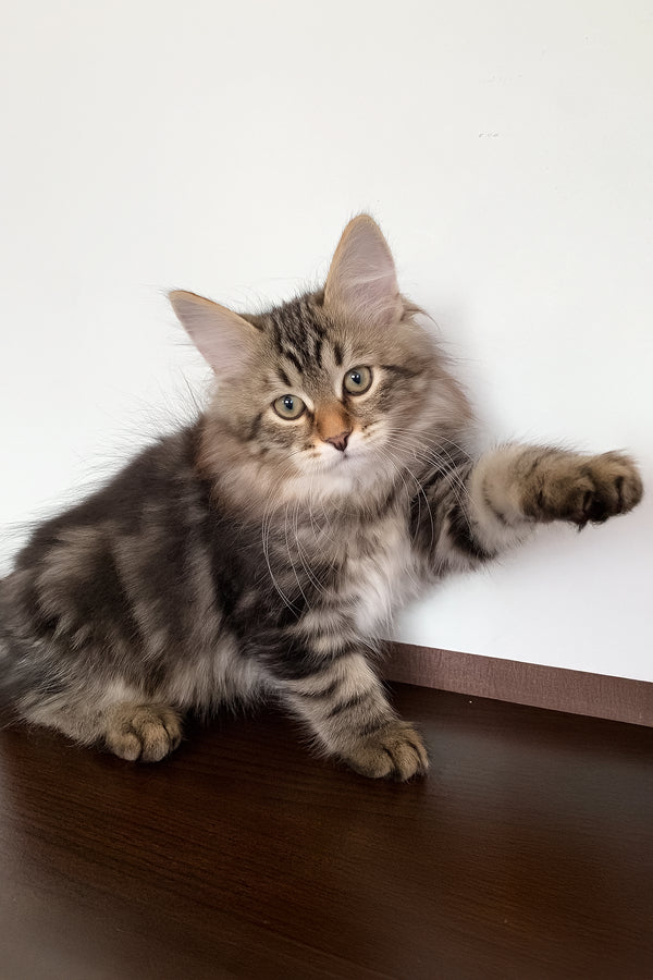 Simon | Siberian Kitten