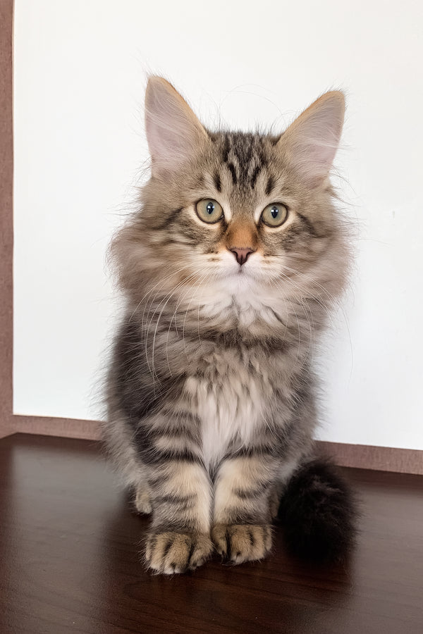 Simon | Siberian Kitten