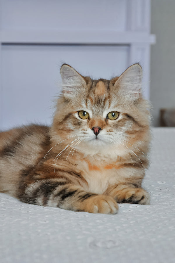 Simona | Siberian Kitten