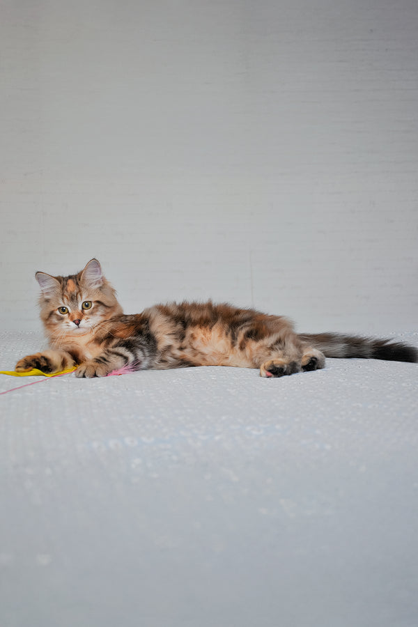Simona | Siberian Kitten