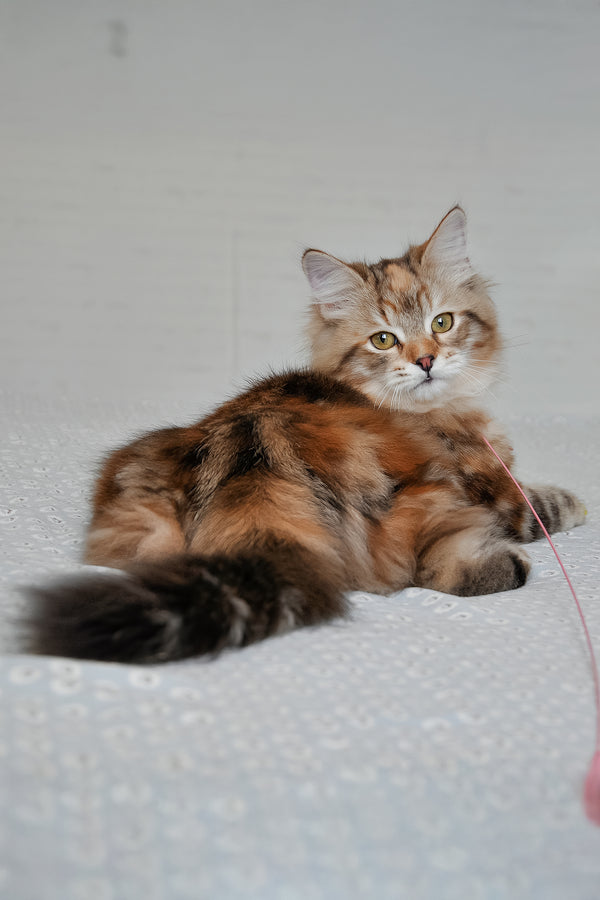 Simona | Siberian Kitten