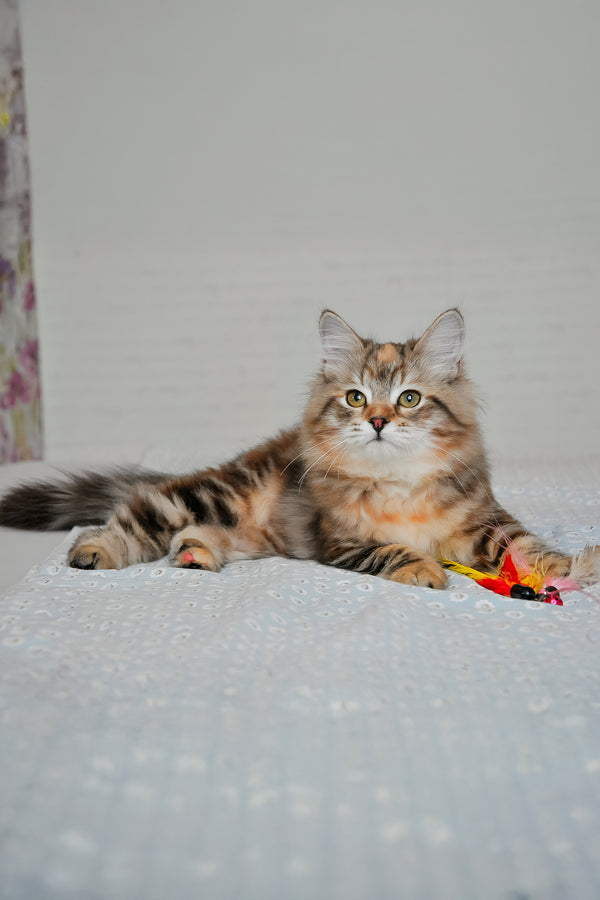 Simona | Siberian Kitten