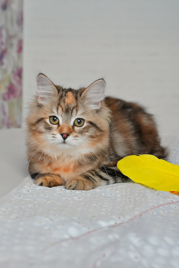 Simona | Siberian Kitten