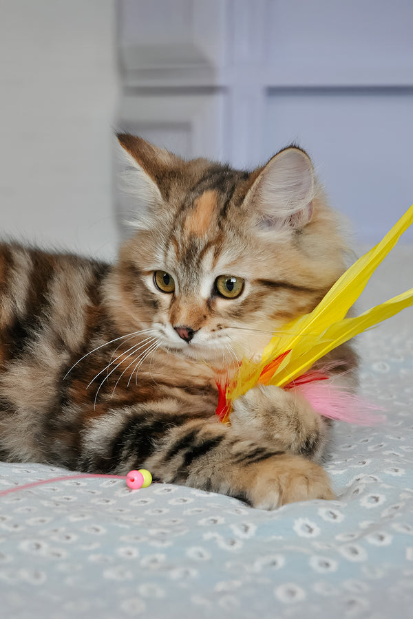 Simona | Siberian Kitten