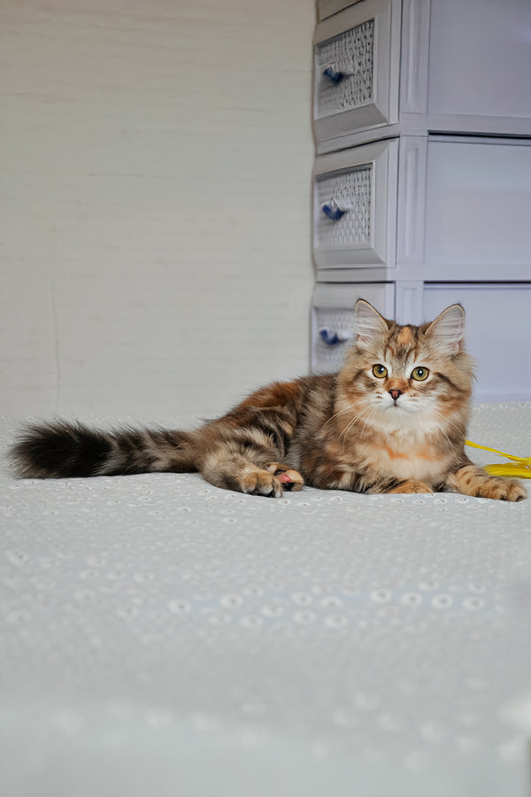 Simona | Siberian Kitten