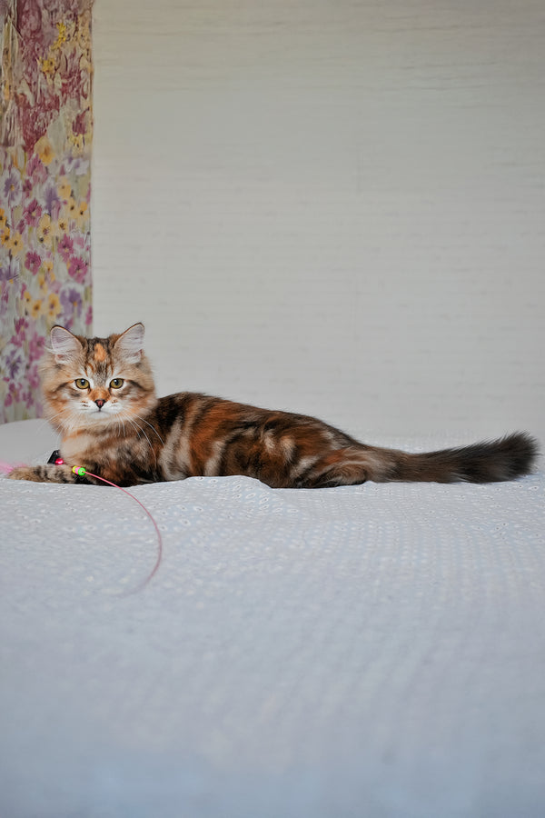 Simona | Siberian Kitten