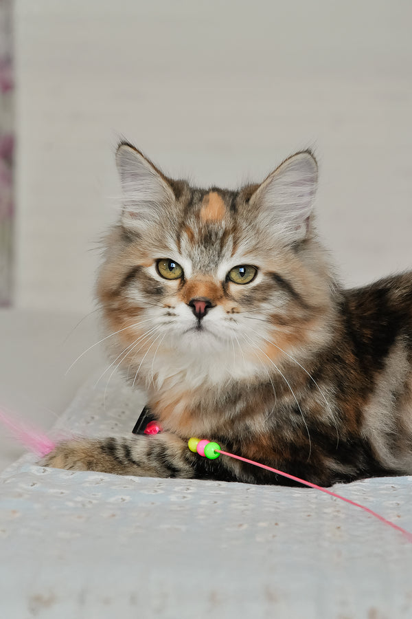 Simona | Siberian Kitten