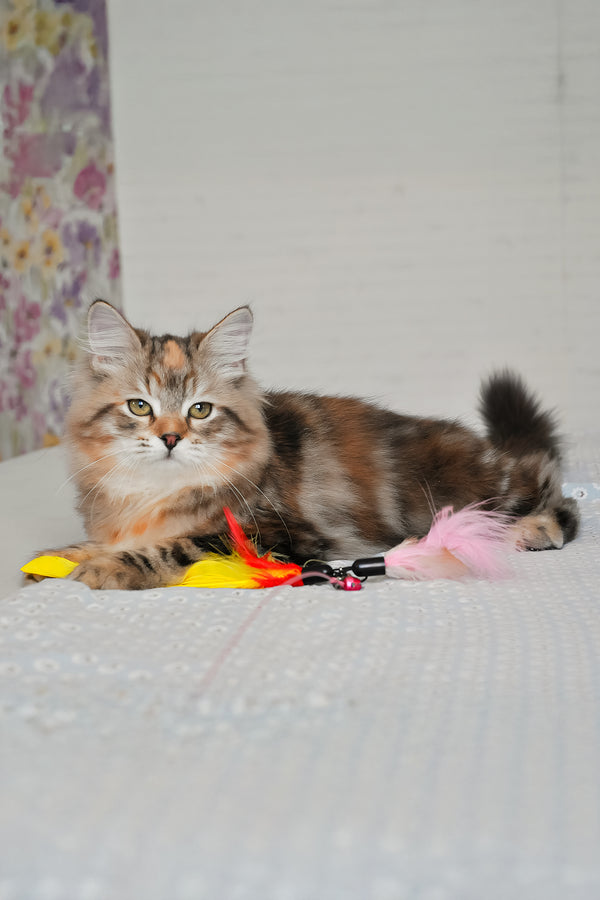 Simona | Siberian Kitten