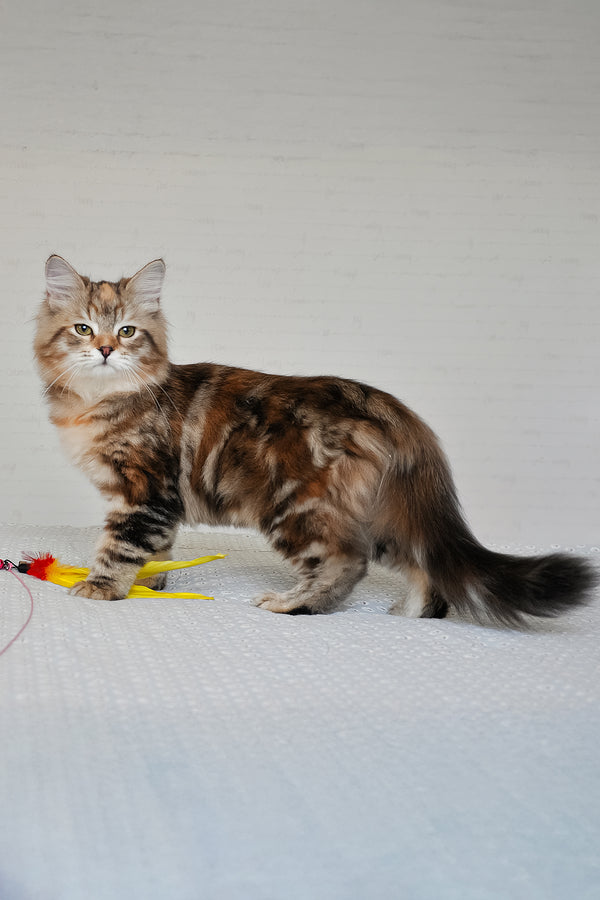 Simona | Siberian Kitten