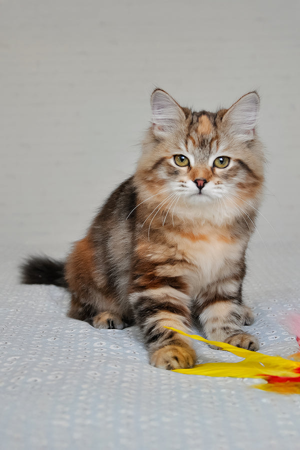 Simona | Siberian Kitten