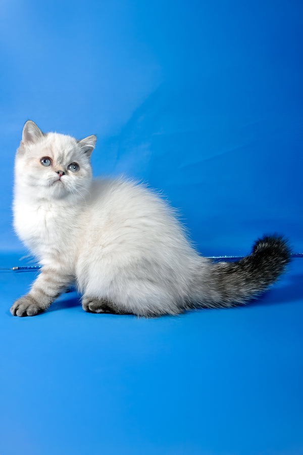 Simona | Exotic Shorthair Kitten