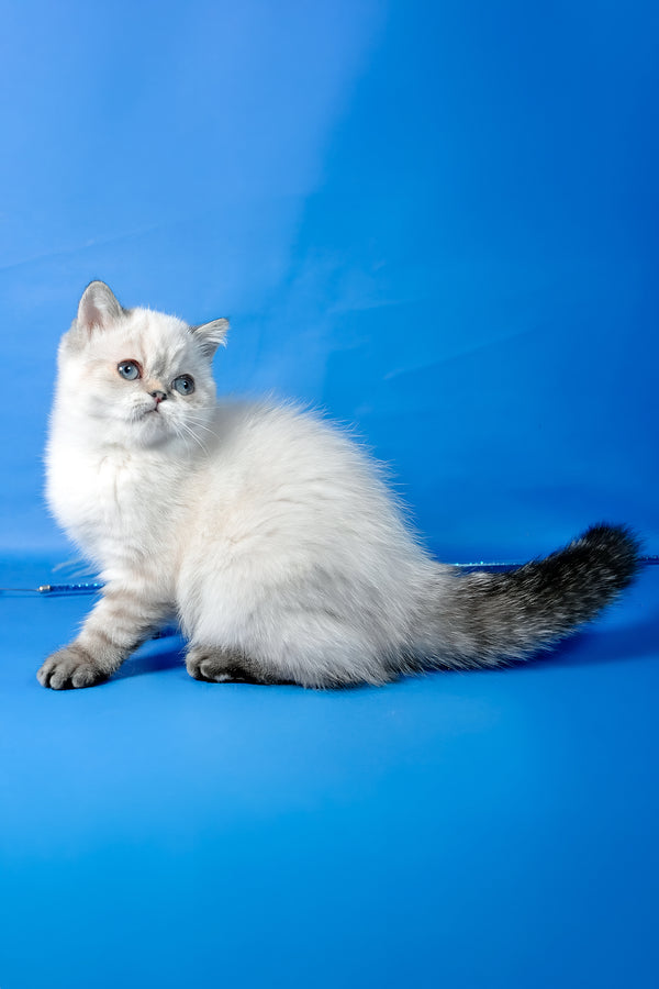 Simona | Exotic Shorthair Kitten