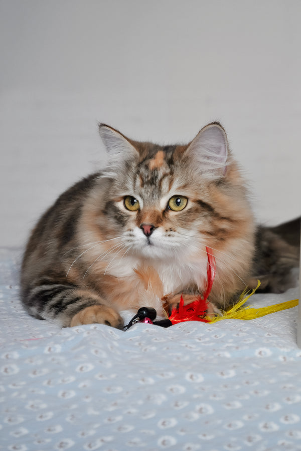 Simona | Siberian Kitten