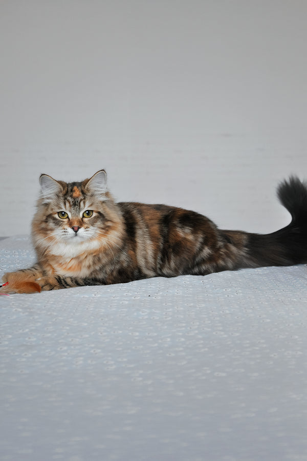 Simona | Siberian Kitten