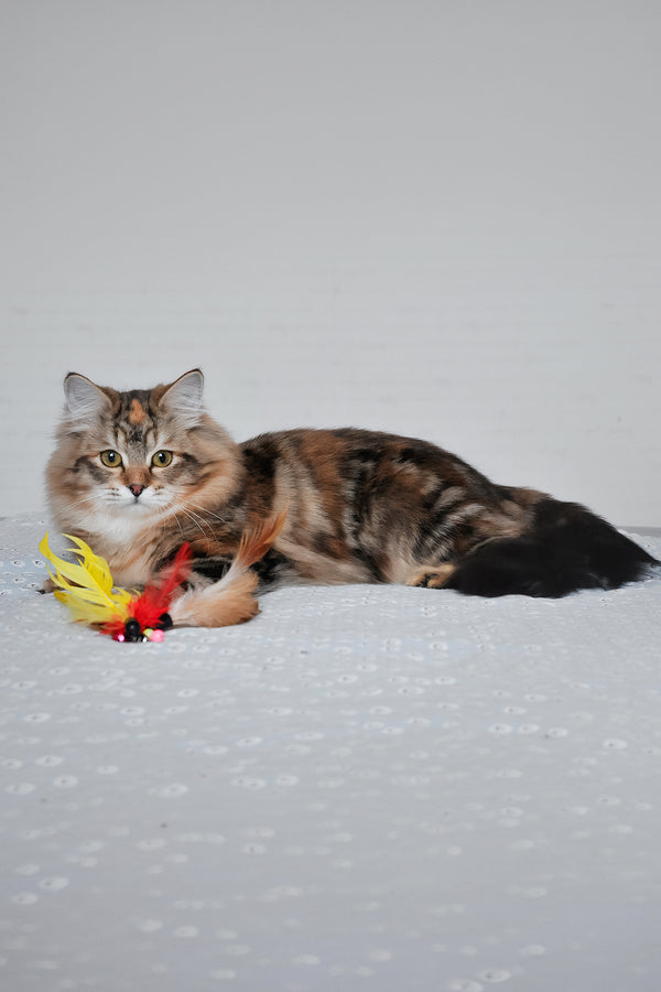 Simona | Siberian Kitten