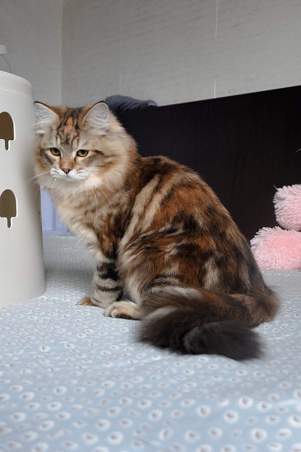 Simona | Siberian Kitten