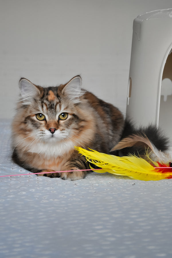 Simona | Siberian Kitten