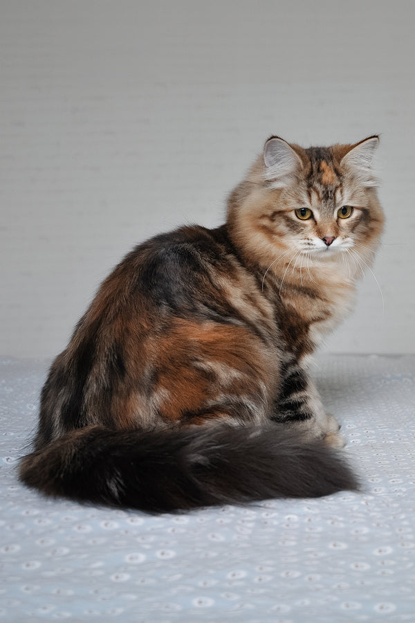 Simona | Siberian Kitten