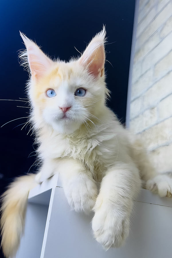 Simone | Maine Coon Kitten