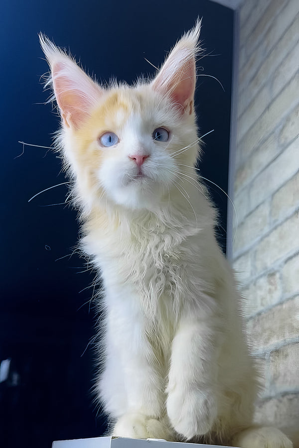 Simone | Maine Coon Kitten