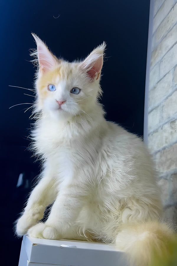 Simone | Maine Coon Kitten
