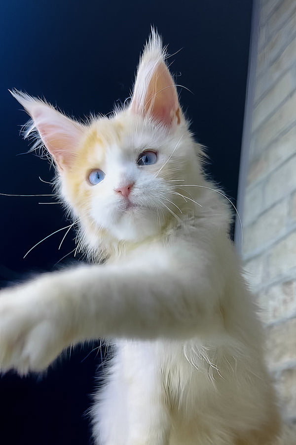 Simone | Maine Coon Kitten