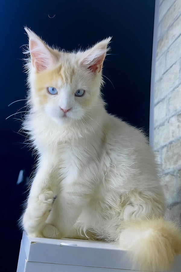 Simone | Maine Coon Kitten