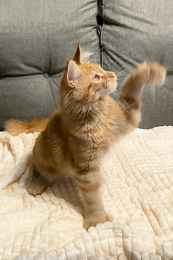 Simply | Polydactyl Maine Coon Kitten