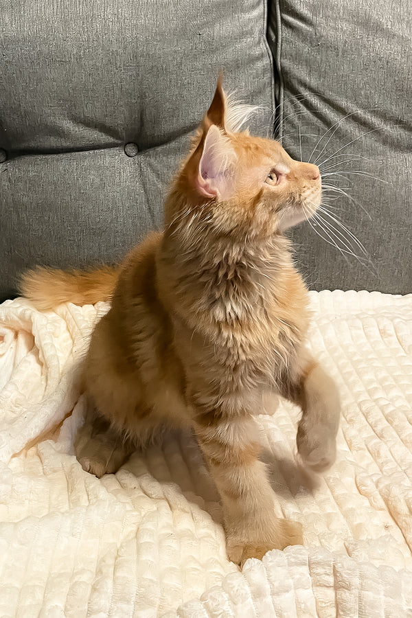 Simply | Polydactyl Maine Coon Kitten