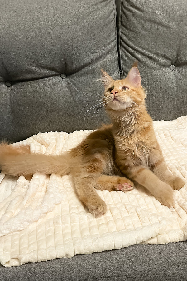 Simply | Polydactyl Maine Coon Kitten