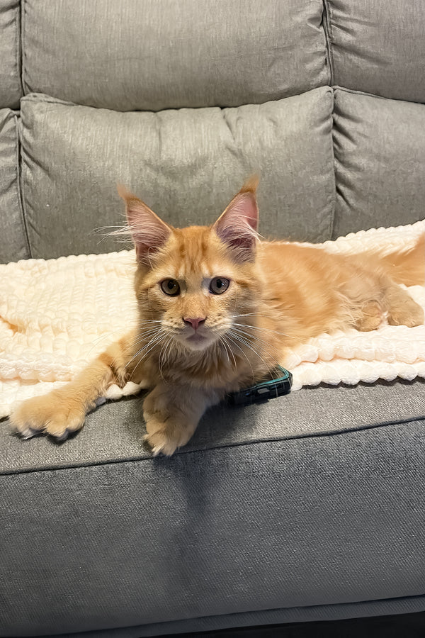 Simply | Polydactyl Maine Coon Kitten